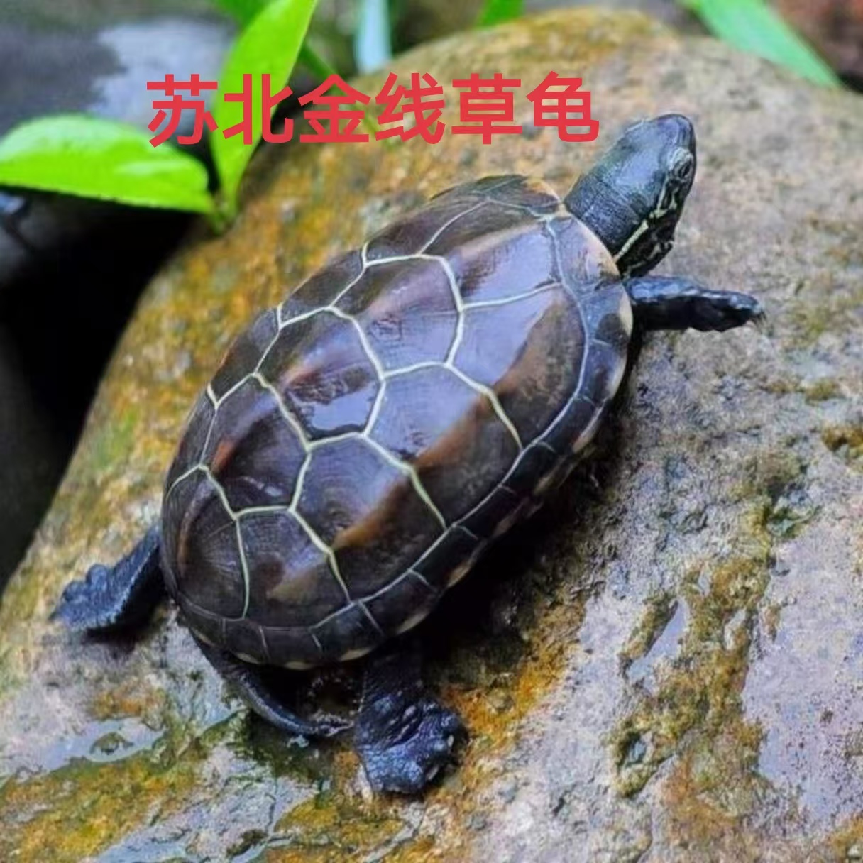 苏北金线草龟 外塘冷水 直播选龟逃单拉黑 到货拍开箱视频包售后 
