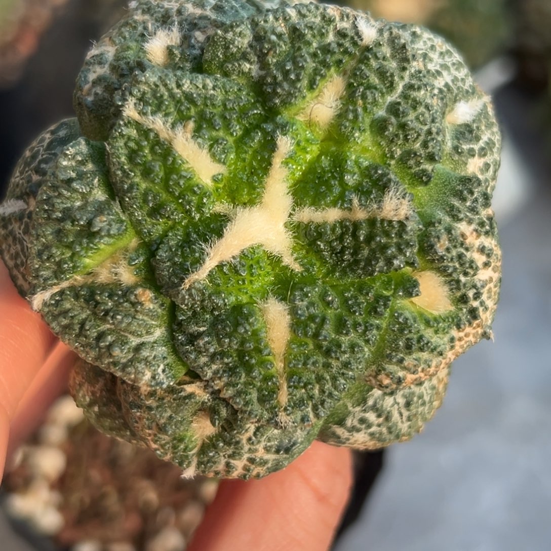 734，仙人球的世界里