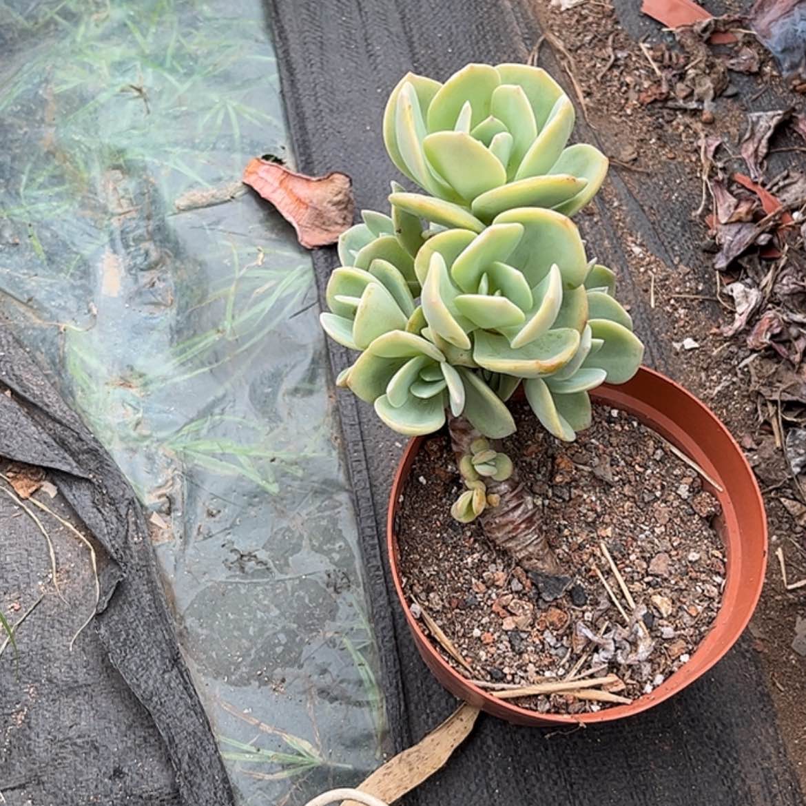 【闪购商品】无花朵扁**月