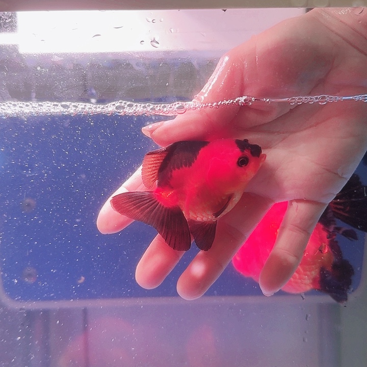 金鱼精品玛丽断尾包邮