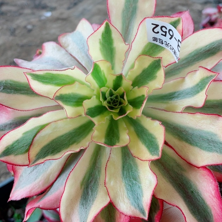 653魅影多肉12345678多肉