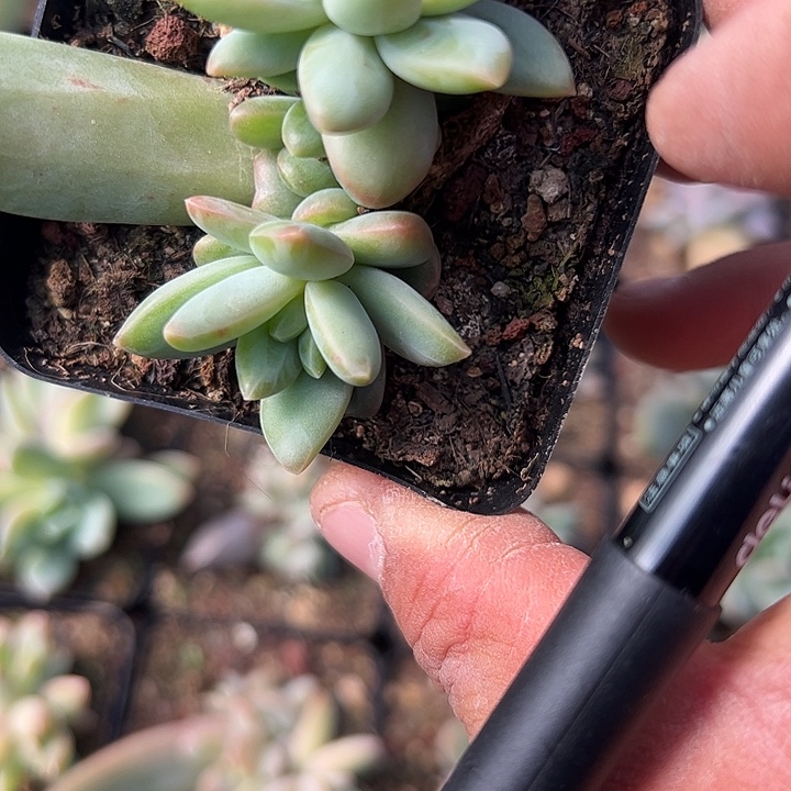 莱万特小缀化11111