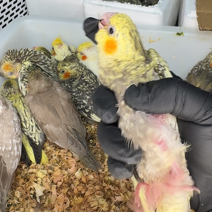 玄凤鹦鹉/鸡尾鹦鹉