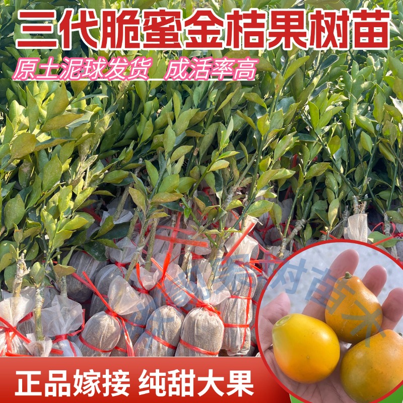 正品三代脆蜜金桔树苗广西脆蜜果树嫁接苗原土泥球带叶地栽盆栽苗
