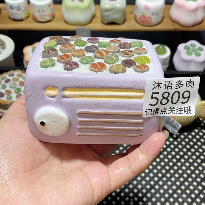 带盆土植物 一物一拍5809