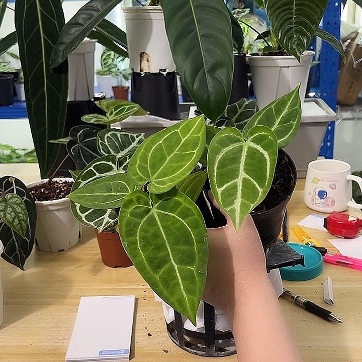 无花朵华丽➕米娜花烛