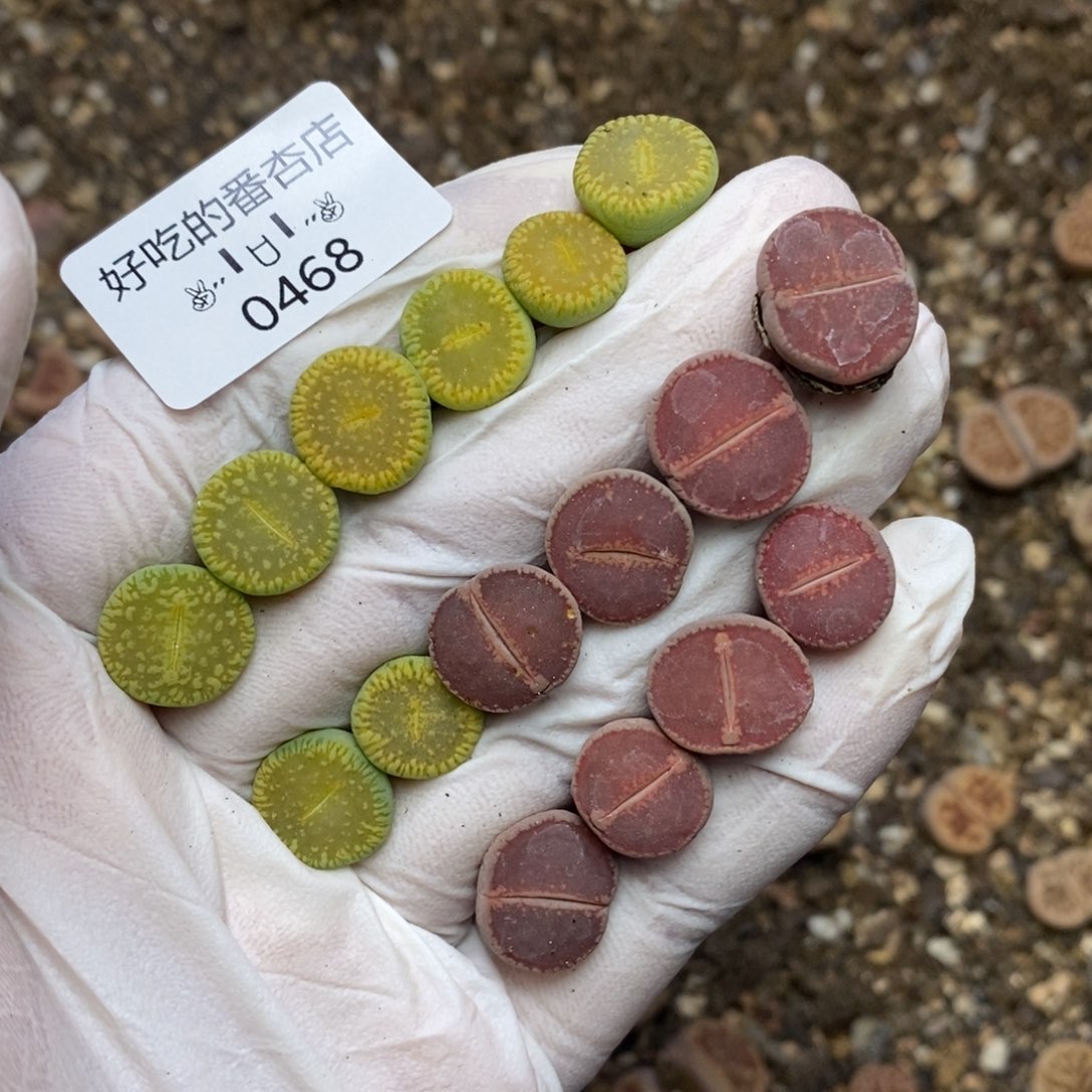 0486。零下拍保温。