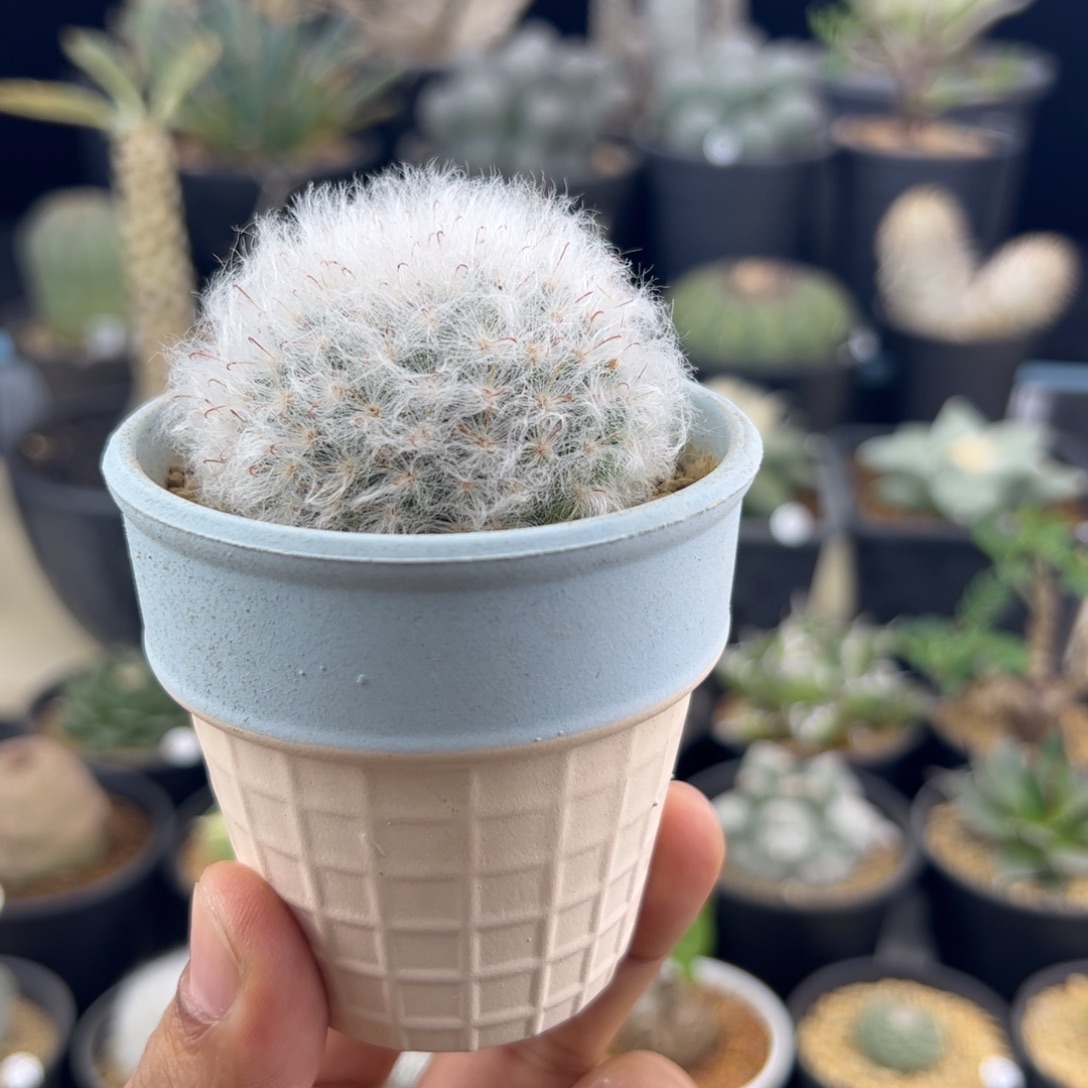 白云高沙毛毛球一物一拍