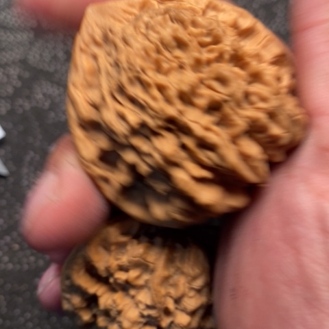 文玩核桃把件官帽5.5