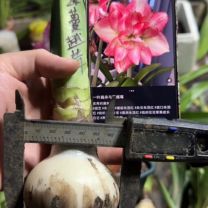 无花朵蔓越莓大球65-7厘米包对版