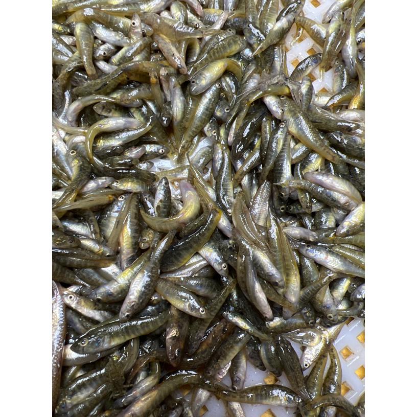 山根鱼新鲜速冻锁鲜淡水小黄鱼