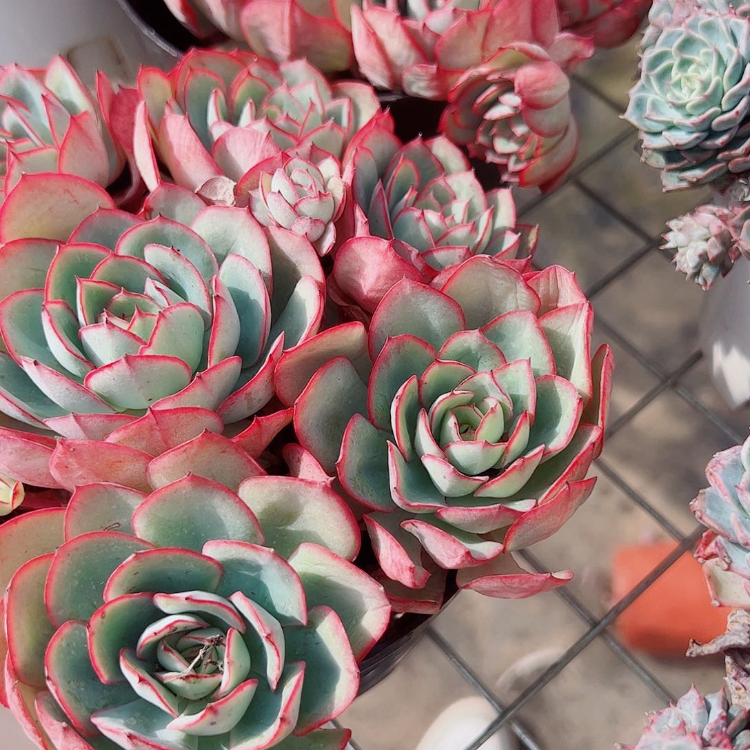 牡丹亭多头群生老桩