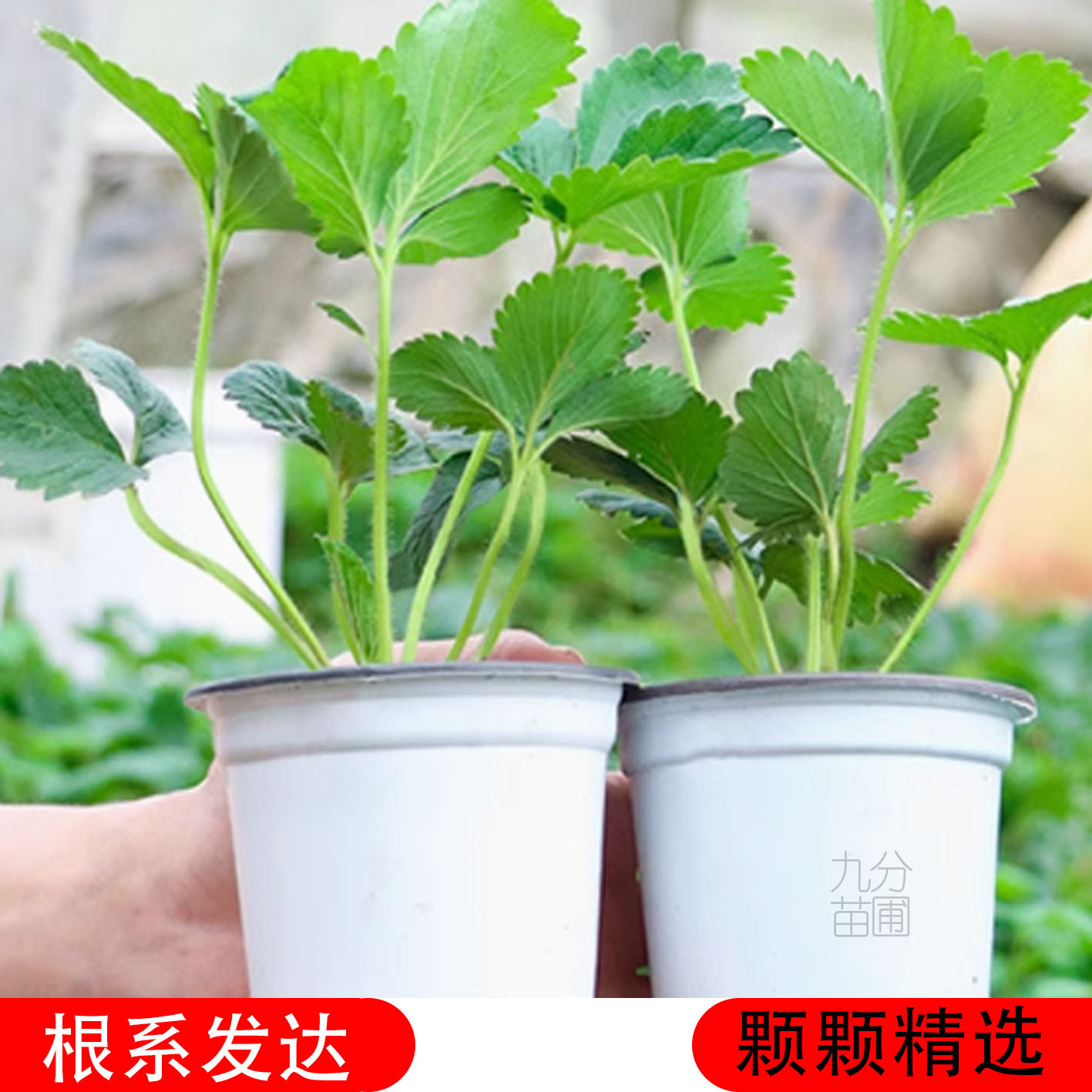 新鲜草莓苗四季苗盆栽带土带盆适合阳台庭院室内外庭院种植秧苗