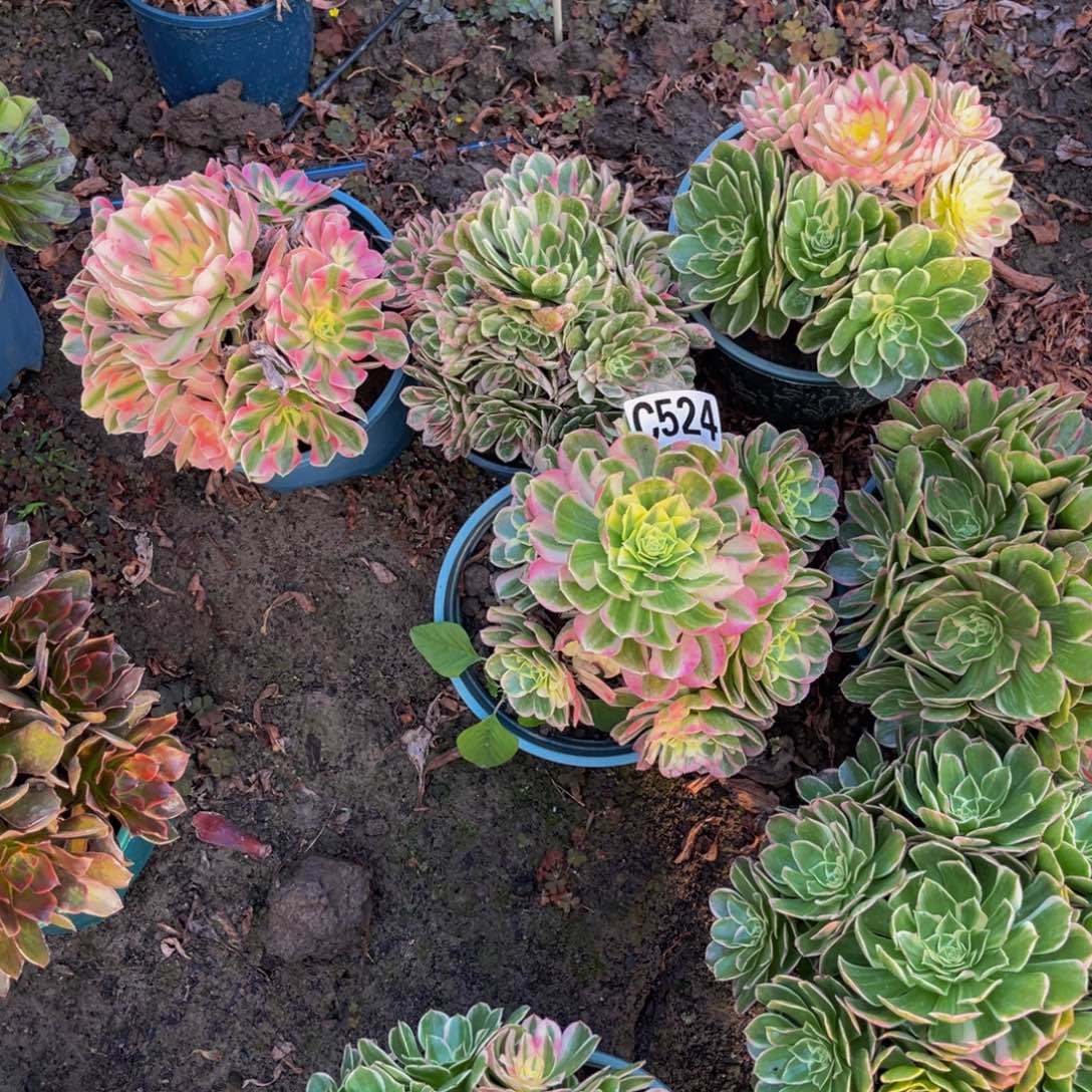 四盆法师26//15包邮