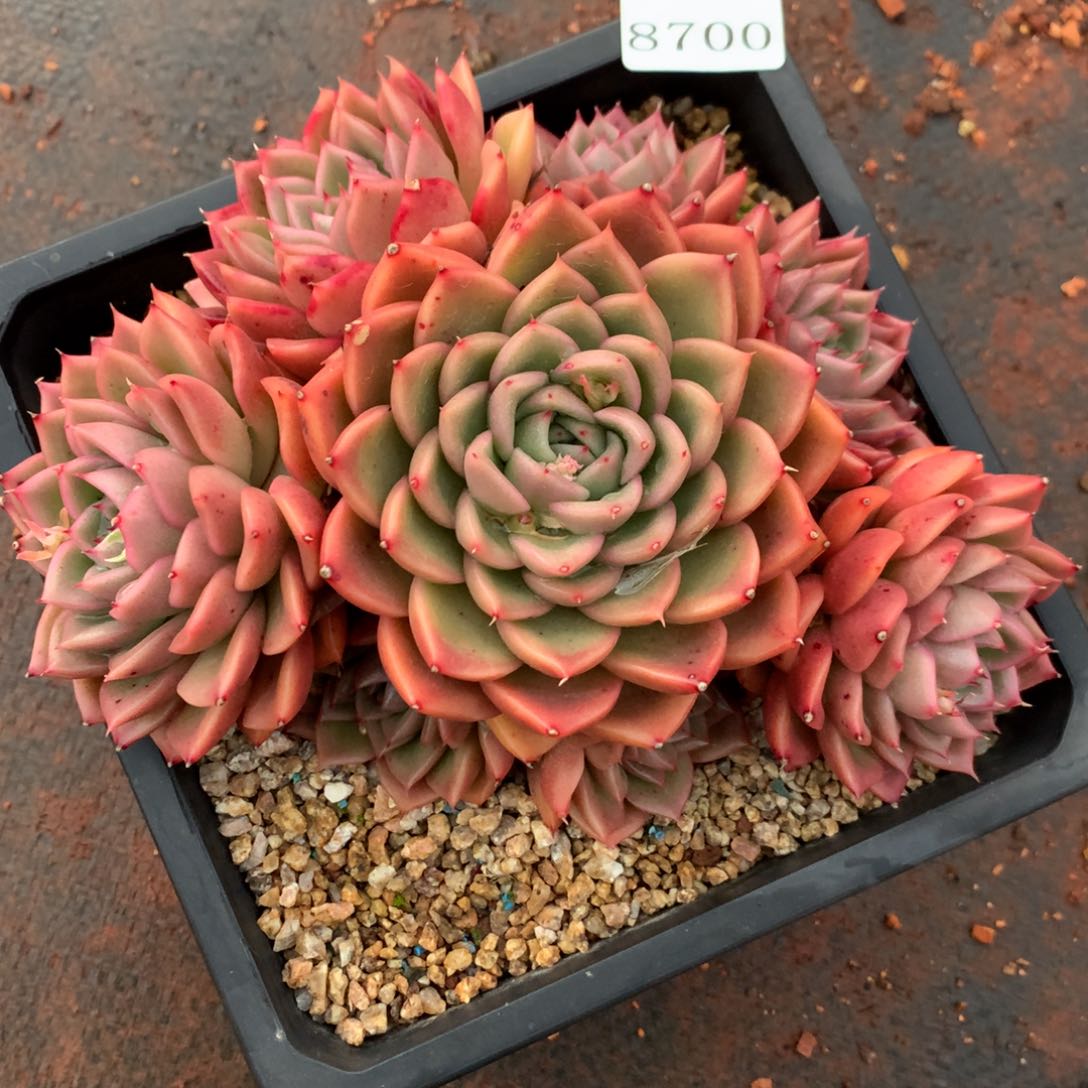 8700杂交多肉老桩