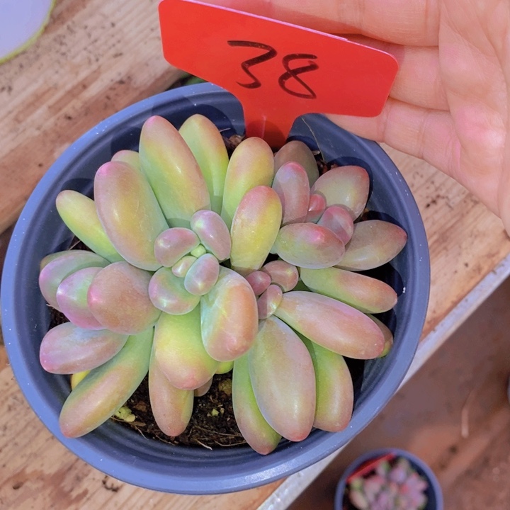 在家里面吃饭的吗