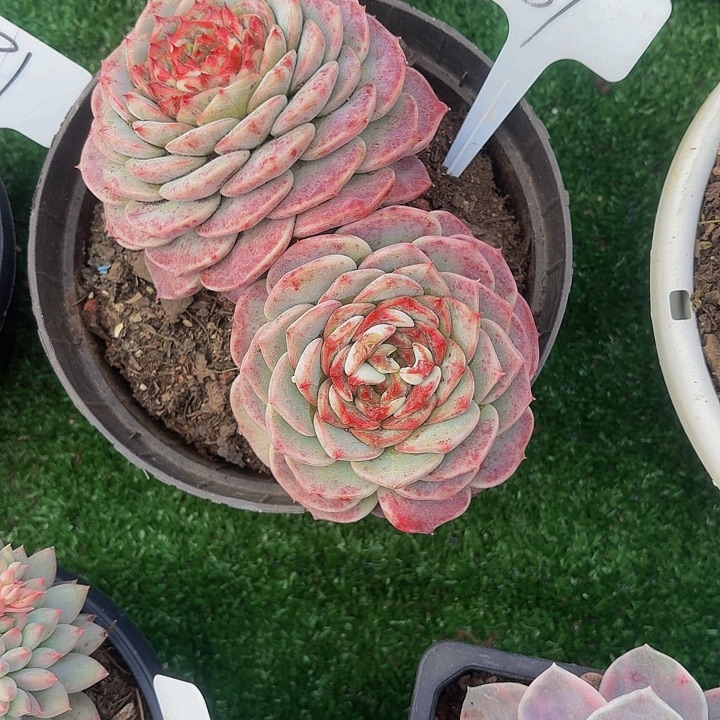 ****戨丽娟花卉天鹅绒双头