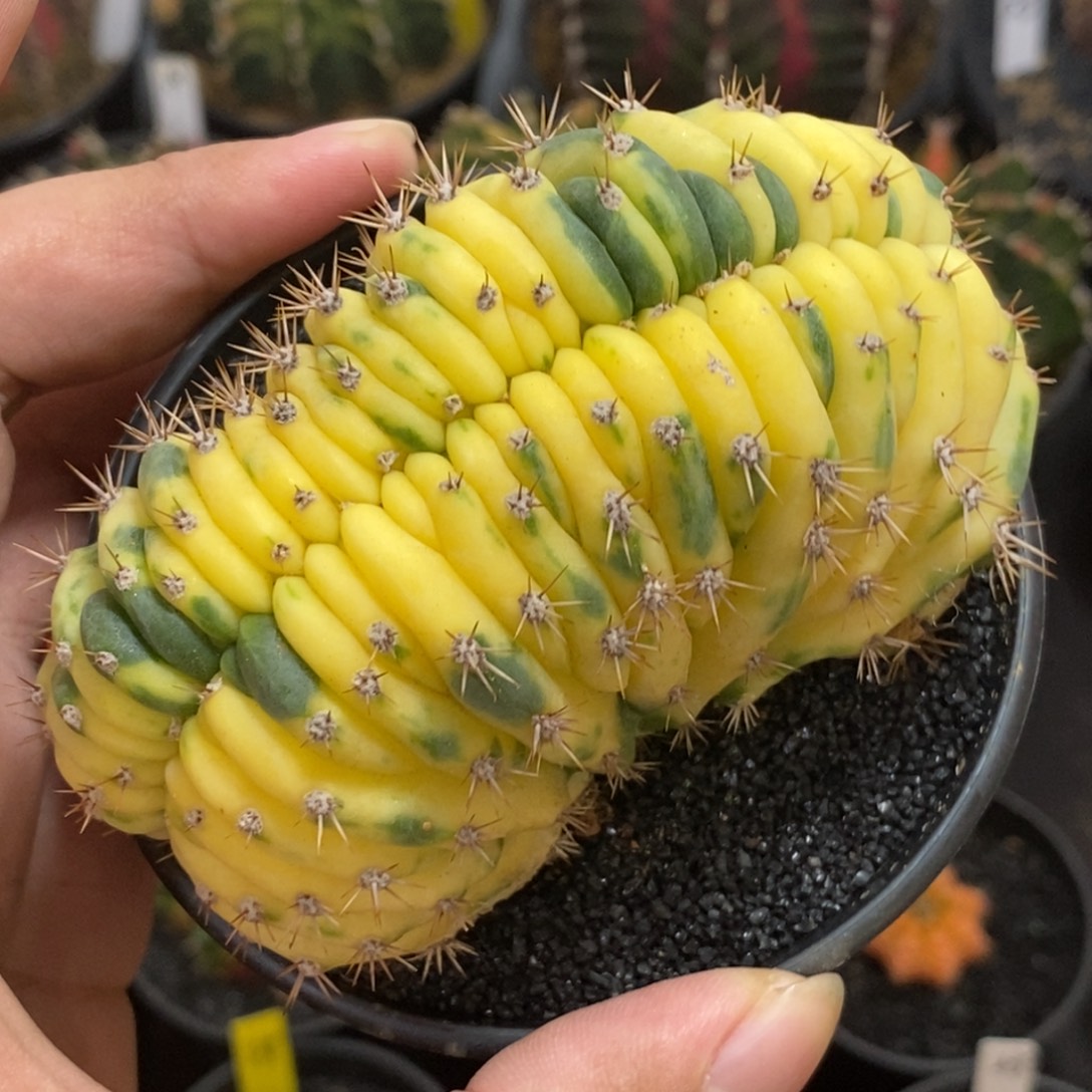 多闻柱缀化锦—带盆土发货25