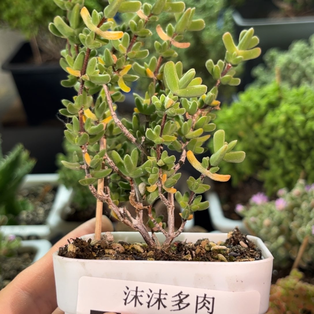 虾钳缀化 363。        