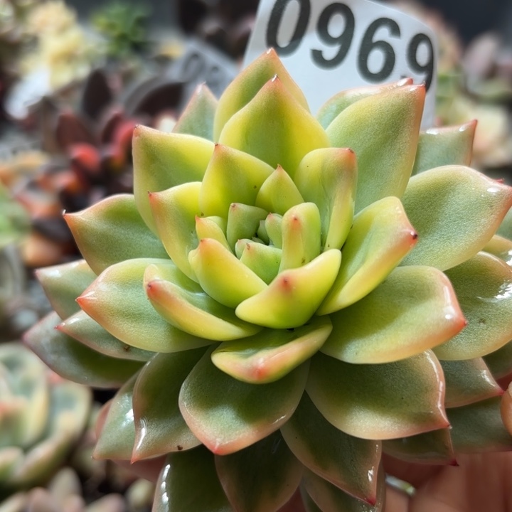 粉蓝鸟福伦锦头盖锦无根多肉植物满18包邮当场凑单