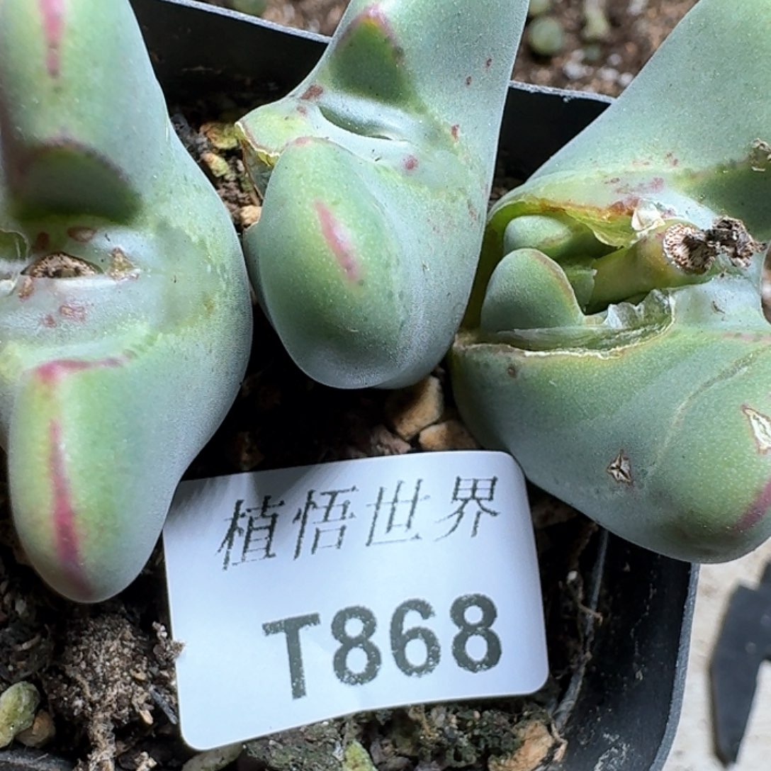 868盒多肉植物哇c v