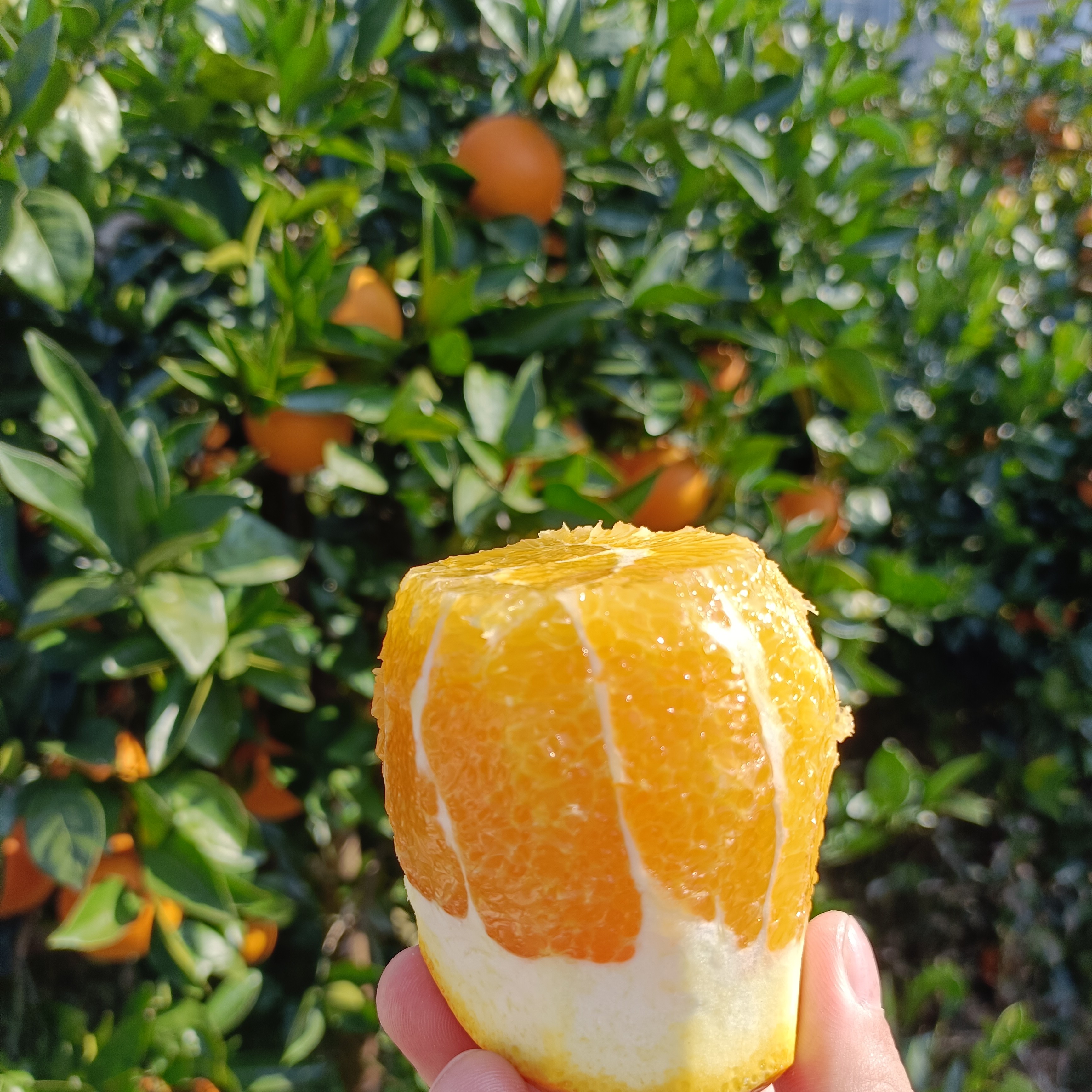 农村自种红橙现摘现发鲜甜多汁