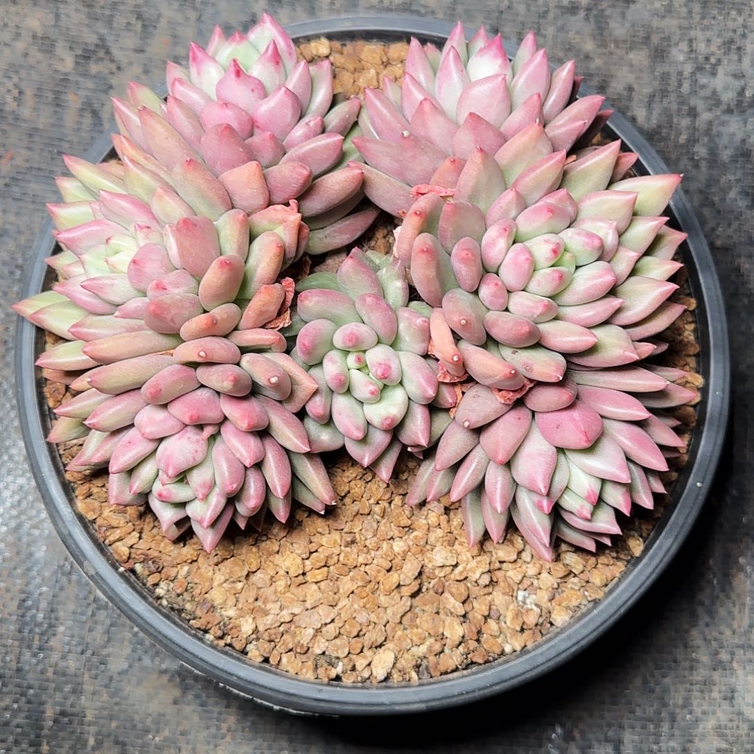 米其林多肉植物多肉