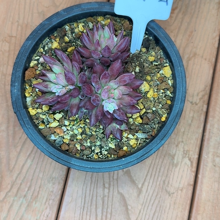 威***计车厘子多肉，王子哥生日快乐