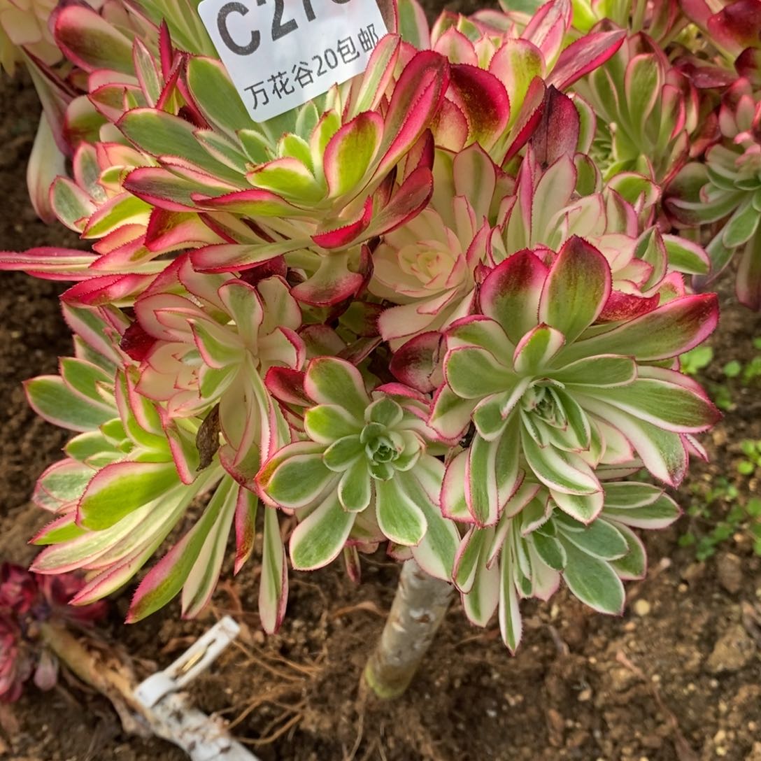 278倾城砍过多肉植物