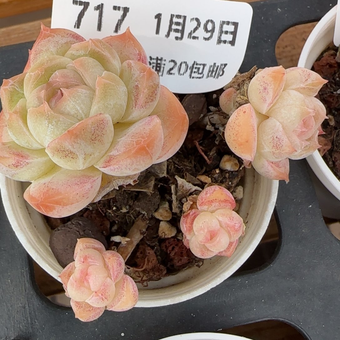 花语逸镜0129-717