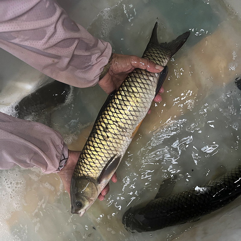 安心渔 生态草鱼 吊水草鱼活鱼高品质水产品 京东顺丰快递发货