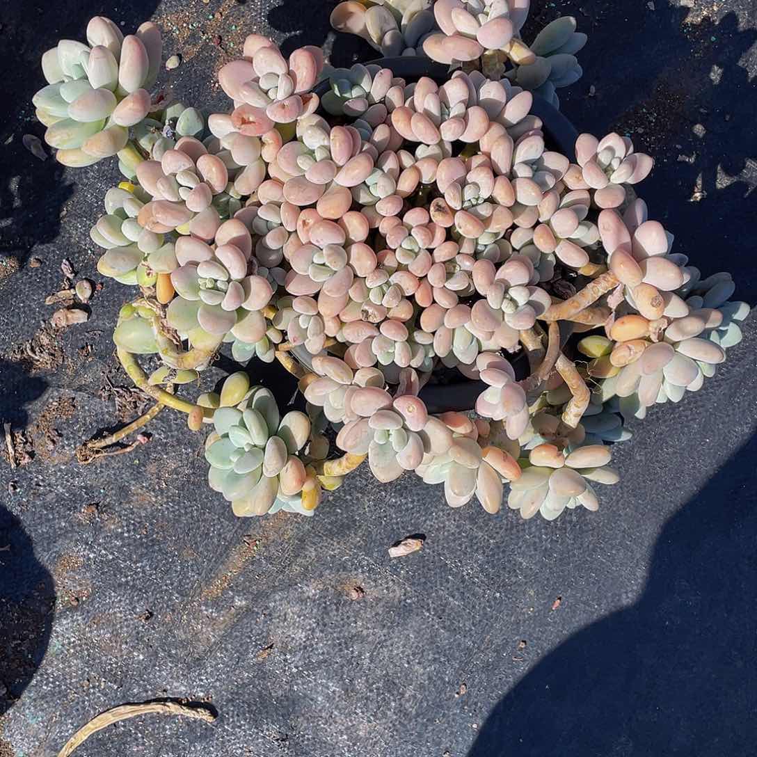 ?*天洛神多肉植物群