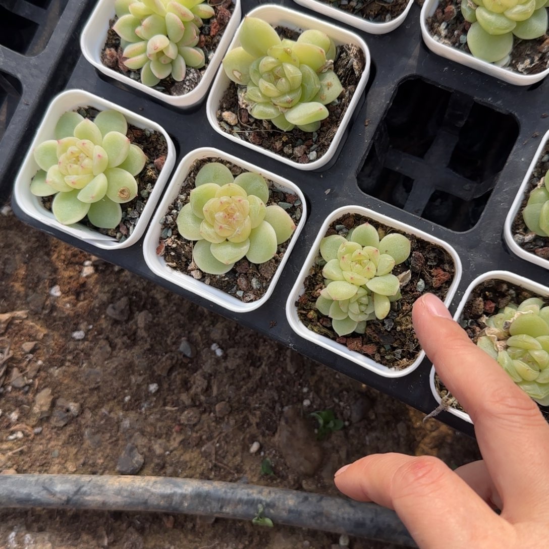 财富2 盆一个满25包邮