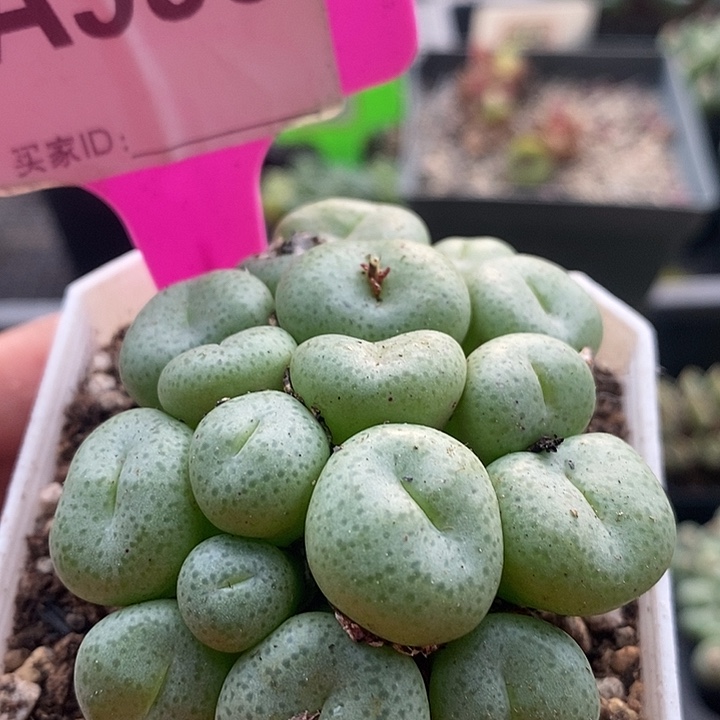 今天晚上你来接孩子995