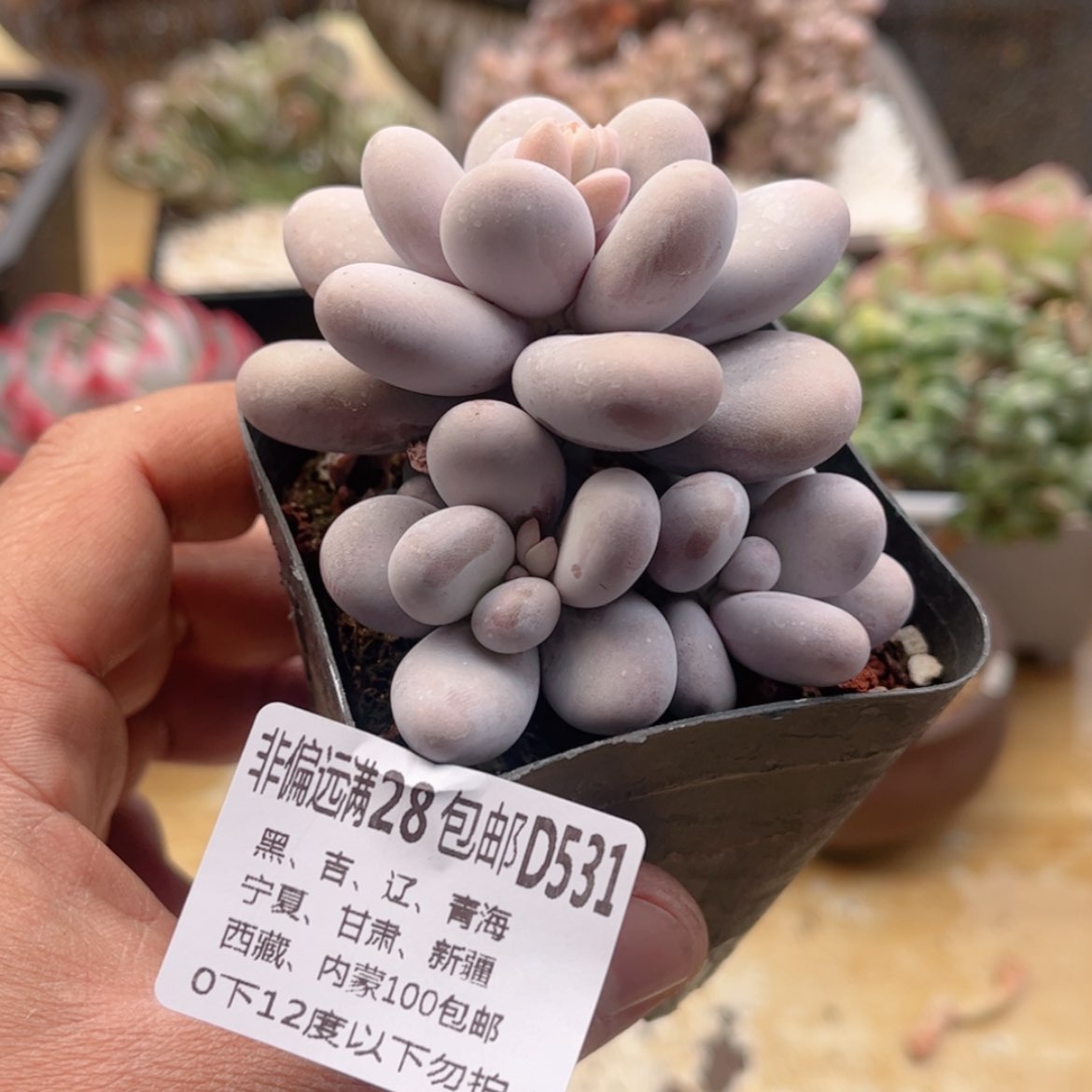 【闪购商品】531奶酪