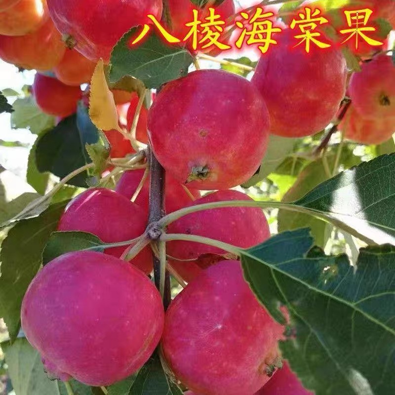 八棱海棠树果树苗盆栽盆景观赏挂果食用海棠冬红果长寿果果树果苗