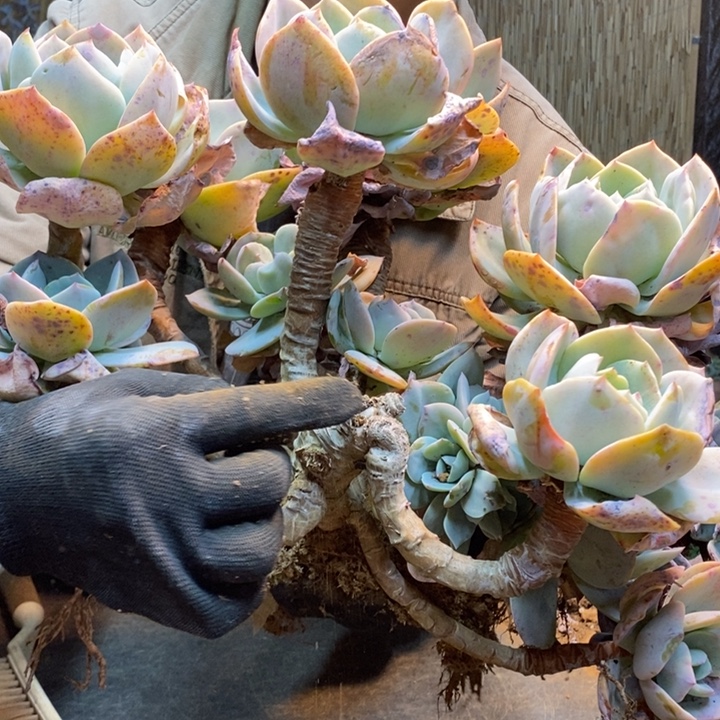 丹***君150 号白凤多肉植物