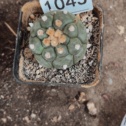 1043处理实生龟甲兜