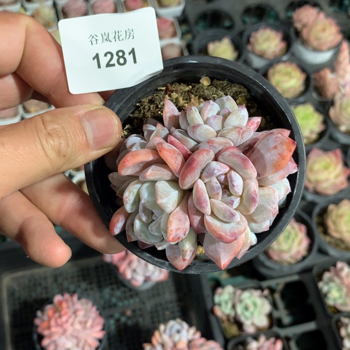 0307下午场，1281一颗