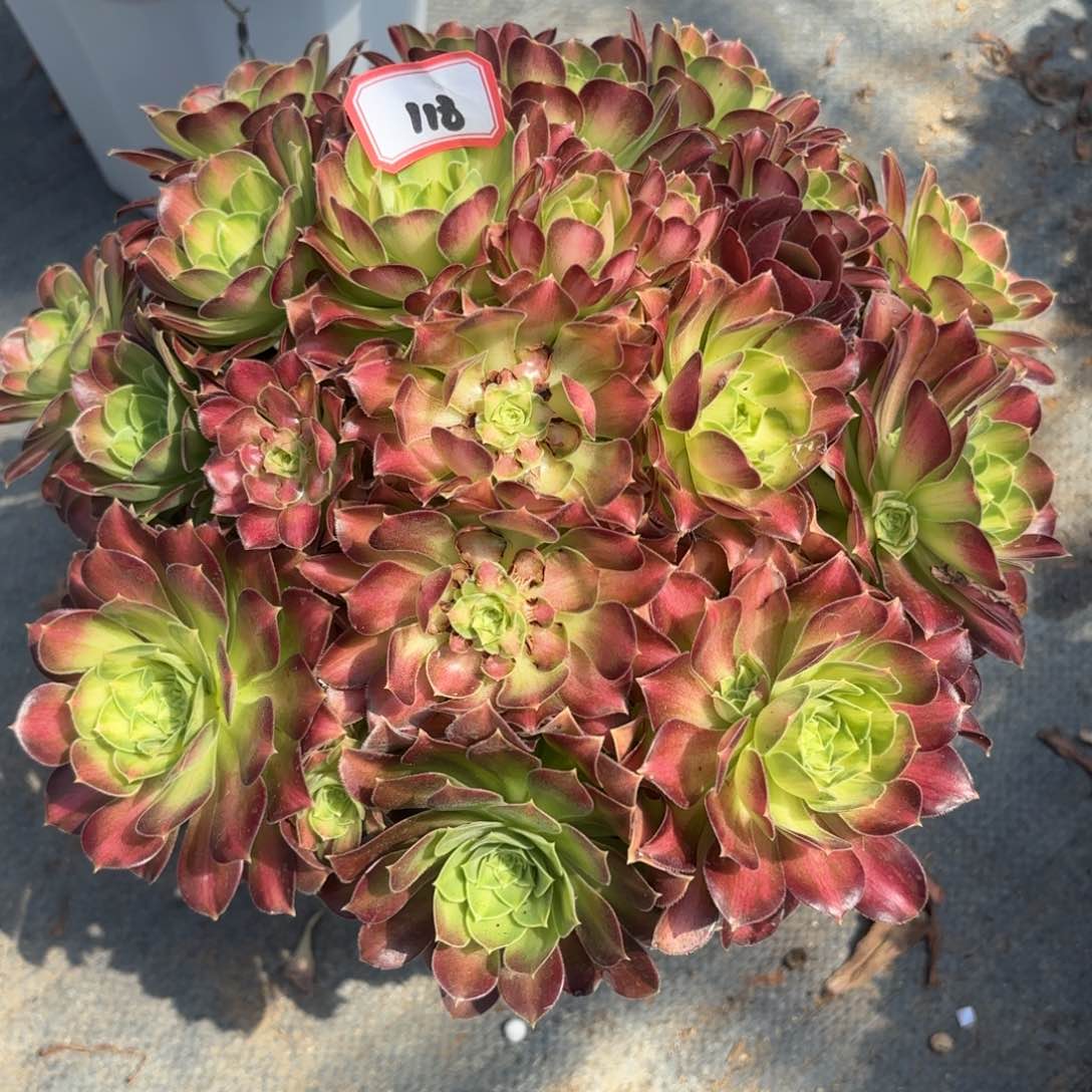 118少华多肉植物绿植