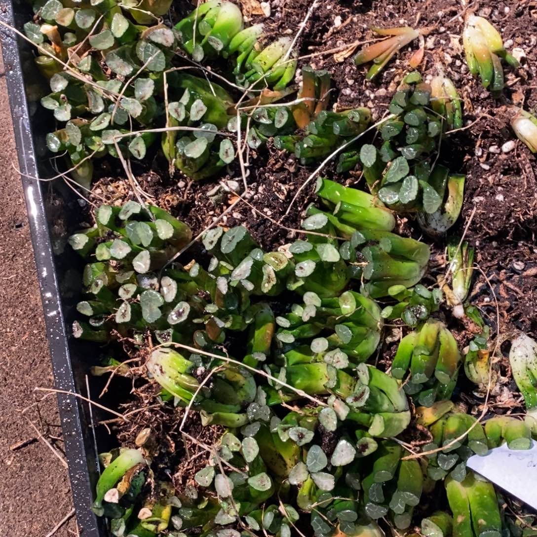 2925 一颗实生小万象 周末整点福利