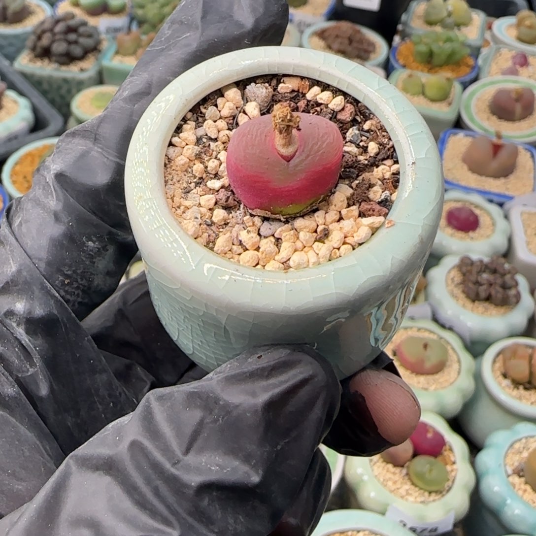 3693--一物一拍 带盆