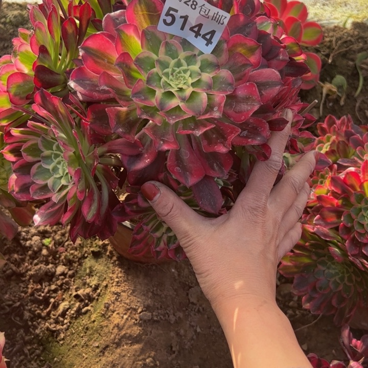 5144天和多肉植物