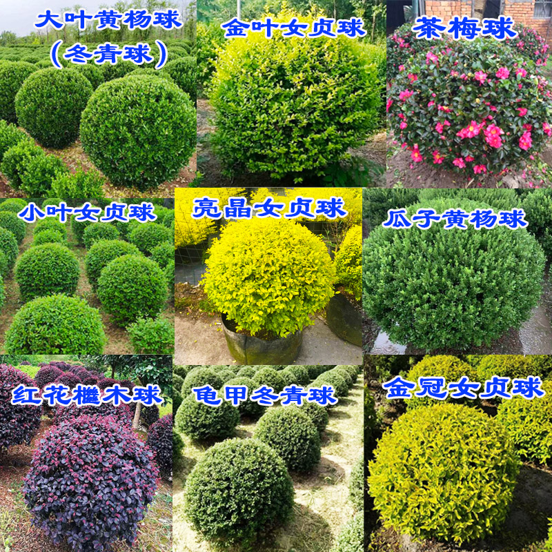 龟甲冬青金边黄杨石楠红花继木茶梅庭院户外绿化四季常青绿植