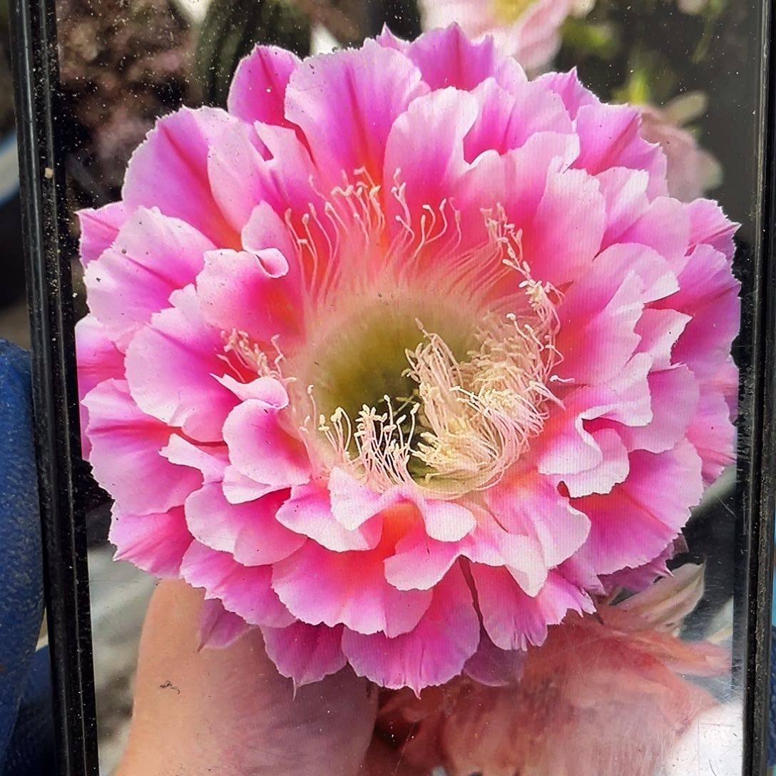 云羽自根球6公分带盆土