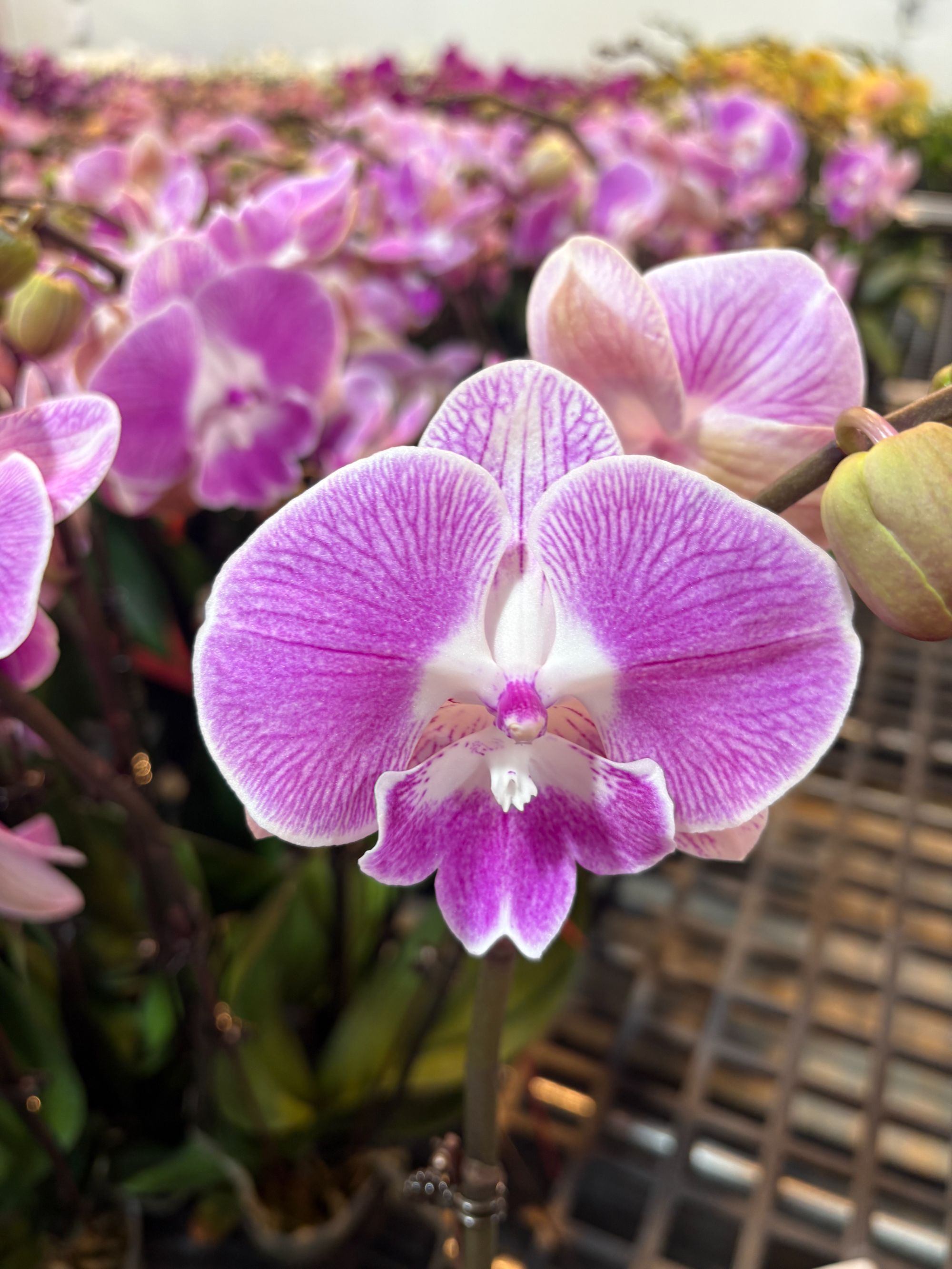 蝴蝶兰【新梦露】中大花型 带花发货 粉色浪漫 高级花卉