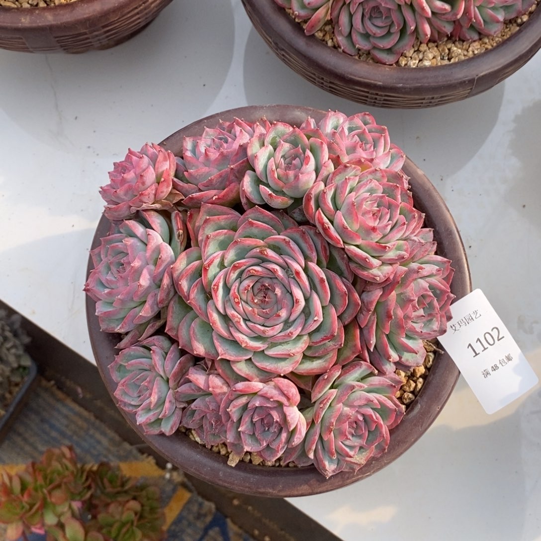 晶***娘侧影群生多肉多肉1102