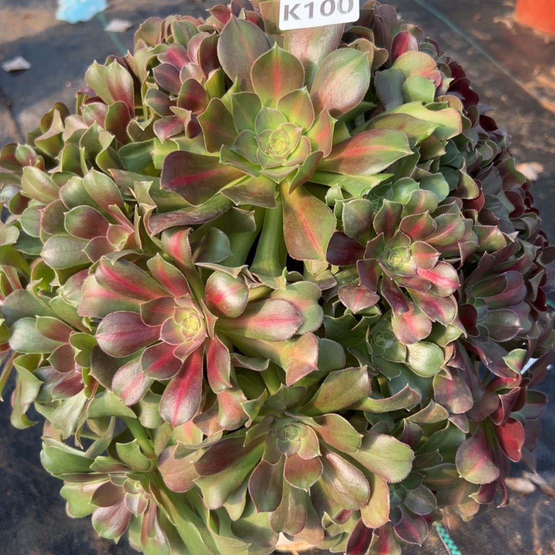 100拿铁，满20包邮