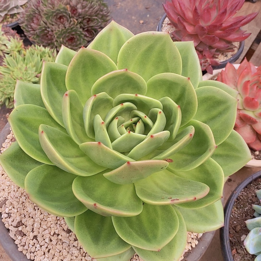 多肉植物变异狮子王