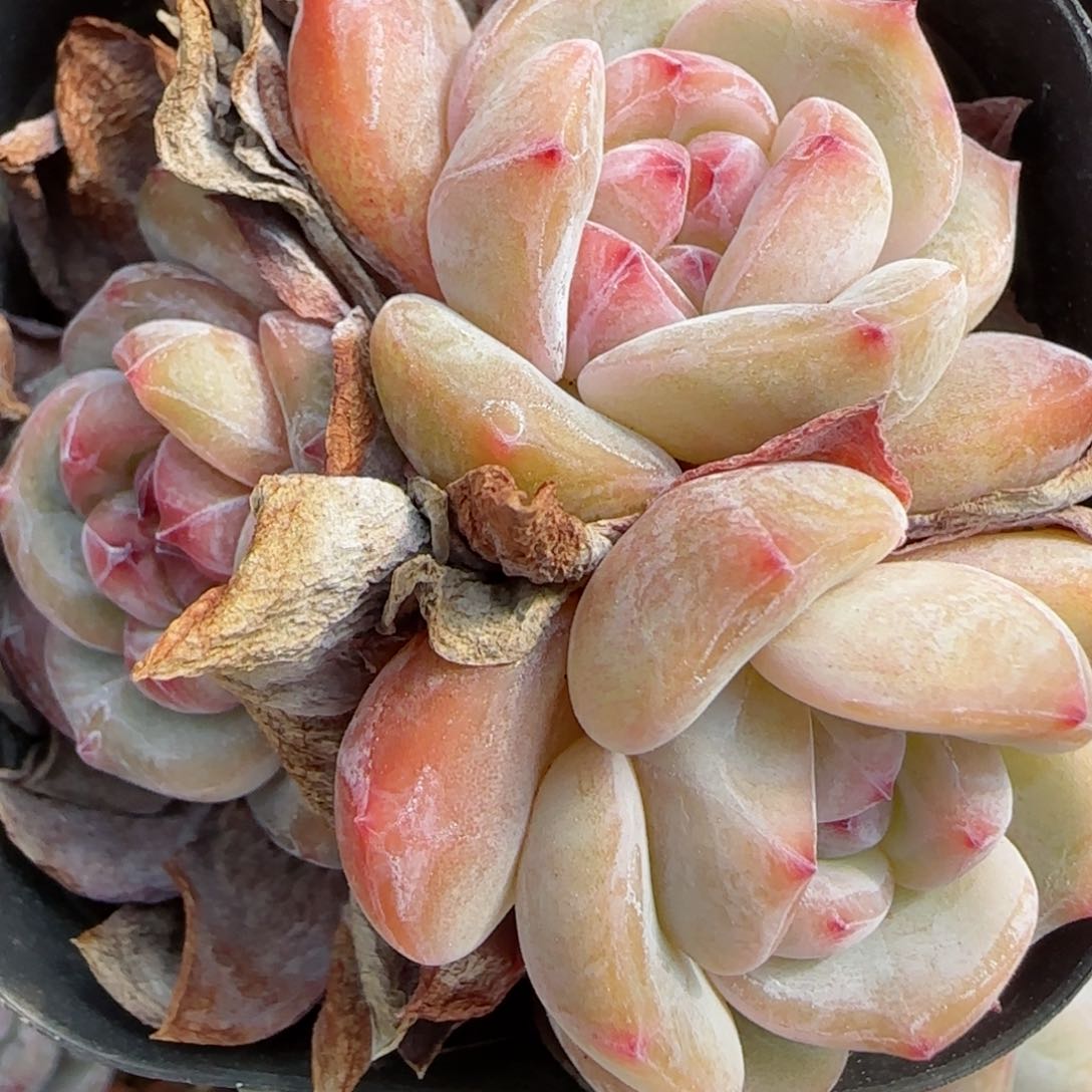 花语逸境0219-752